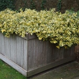 Euonymus fortunei summer runner wintercreeper planting in a tall wooden planter.