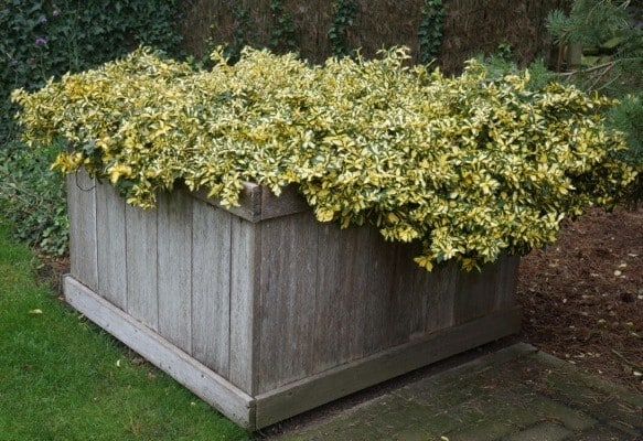 Euonymus fortunei summer runner wintercreeper planting in a tall wooden planter.