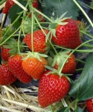Charlotte strawberry fruit nestled in straw mulch.
