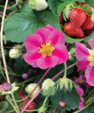 Pink flowered strawberry plant with pink blooms and an inset of fresh strawberries.