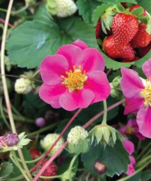 Pink flowered strawberry plant with pink blooms and an inset of fresh strawberries.