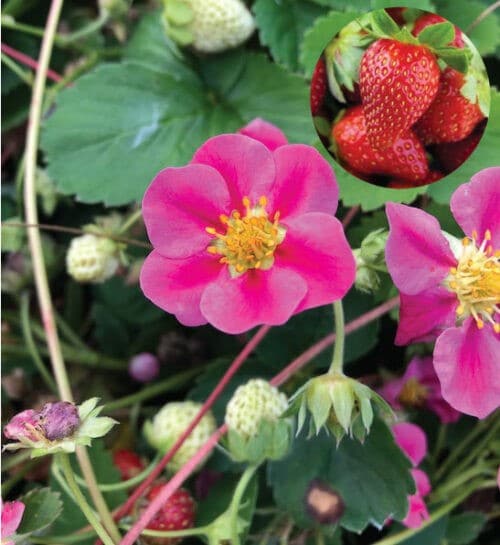 Pink flowered strawberry plant with pink blooms and an inset of fresh strawberries.