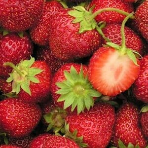Early-season strawberry fruits