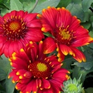 Red blanket flower with three bright red blooms with golden edges on the petals