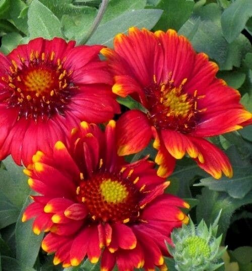 Red blanket flower with three bright red blooms with golden edges on the petals