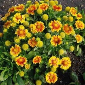 Arizona apricot blanket flower plant with green foliage and covered with apricot and yellow flowers.