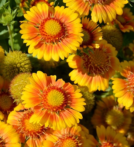 Arizona apricot blanket flower blooms of bright apricot and yellow.