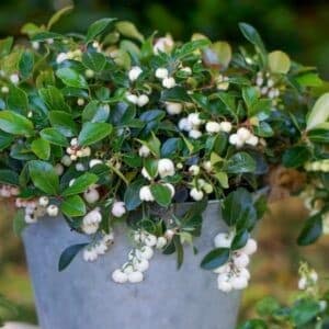 Peppermint pearl wintergreen in a tin pot