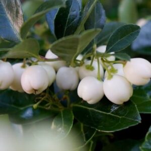 with small dark shiny leaves and cascading pearl like berries.