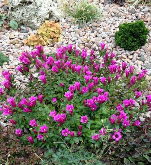 Gentiana little pinkie plant covered in fuchsia blooms