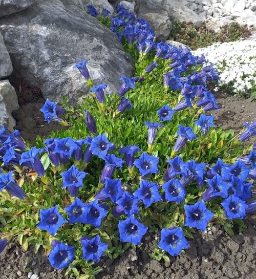 Blue gentian ground cover covered in flowers and surrounded with white garden stone.