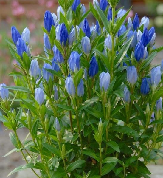Blue gentian stems with closed buds of many tones of blue.