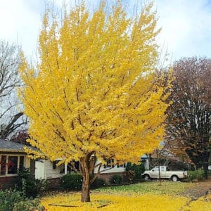Gingko biloba tree in fall
