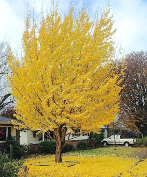 Gingko biloba tree in fall