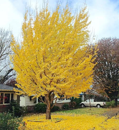 Gingko biloba tree in fall