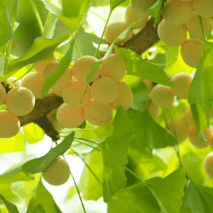 shedding it's yellow leaves.