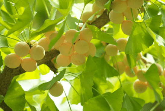 Ginkgo biloba | Ginko fruit shedding it's yellow leaves.