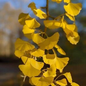 Gingko biloba  fruit on the branch.
