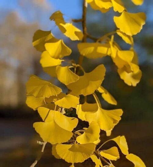 Maidenhair tree | Ginkgo biloba Gingko biloba fruit on the branch.