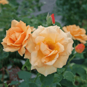 Yellow climbing rose blooms of yellow and coral yellow.