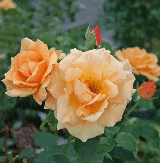 goldener-olymp-yellow-climbing-rose-blooms Yellow climbing rose blooms of yellow and coral yellow.