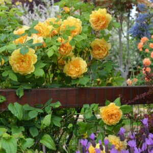 Goldener Olymp yellow rose full of blooms, climbing on a trellis.