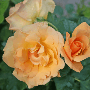 Coral and yellow climbing rose blooms.