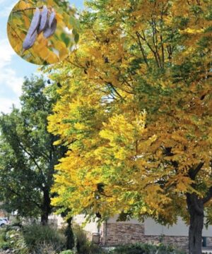 Kentucky coffee tree in fall golden foliage with an inset of long purpley seed pods.