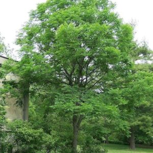Kentucky coffee tree summer green foliage.