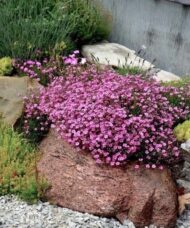 Gypsophila repens rosea plant in a low creeping mound covered in light and rosy pink flowers.
