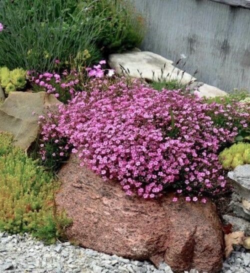 Gypsophila repens rosea plant in a low creeping mound covered in light and rosy pink flowers.