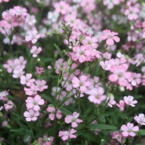 trailing over a low stone wall.