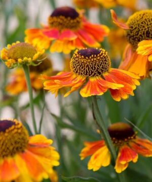 Helenium autumnale salud embers bright yellow and orange cone flowers up close.