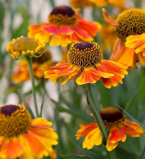 Helenium autumnale salud embers bright yellow and orange cone flowers up close.
