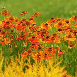 Helenium autumnale salud embers bright yellow and orange flowers in a border behind yellow ornamental plants.