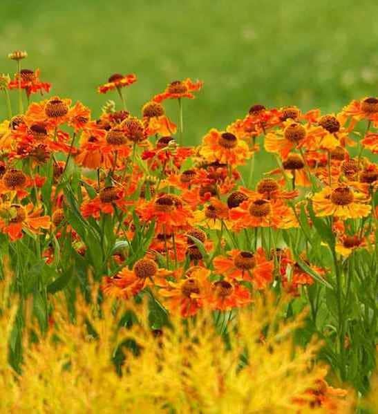 Helenium autumnale salud embers bright yellow and orange flowers in a border behind yellow ornamental plants.