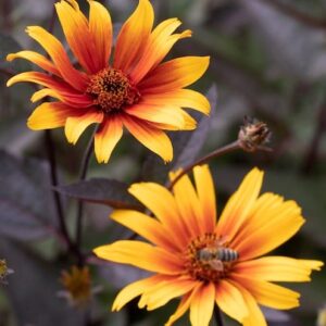 Burning hearts false sunflower planting.