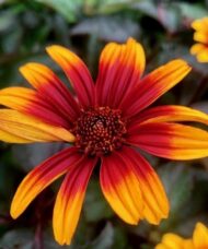 Burning hearts false sunflower bloom of red