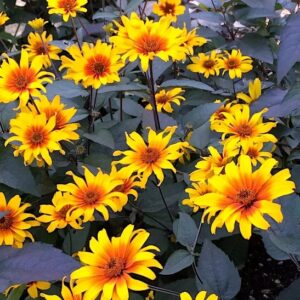 burnt orange and gold.