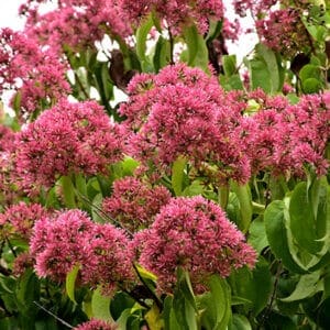 heptacodium miconioides seven son flower 300x300 - Order Plants Now