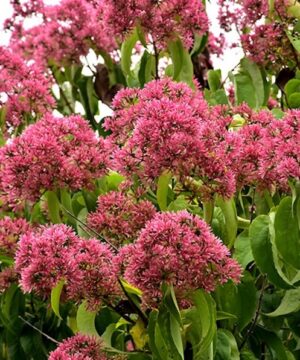 Seven-son flower tree red fruit.