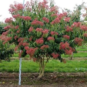 Seven-son flower tree covered in red fruit.