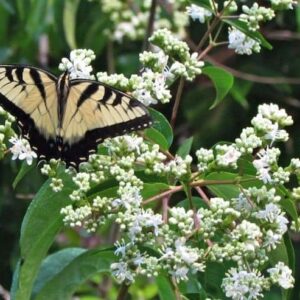 Seven-son flower tree with butterfly.
