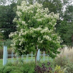 Seven-sons tree blooming.