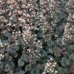 Silver coral bells fine bell-like white and pink flowers on tall dark stems above green and silver foliage.