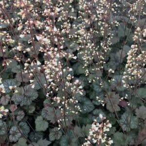 Silver coral bells fine bell-like white and pink flowers on tall dark stems above green and silver foliage.