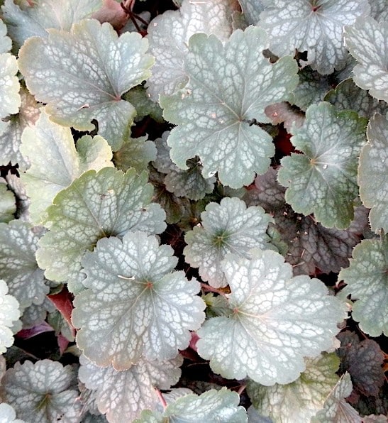 Silver coral bells   perennial green and silver foliage.