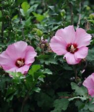 Aphrodite rose of sharon flowers against dense foliage.