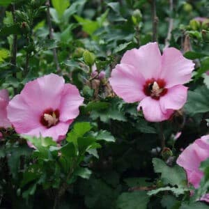 hibiscus syriacus aphrodite rose of sharon 300x300 - Order Plants Now