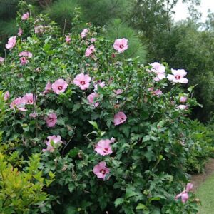 Aphrodite rose of sharon shrub full of pink blooms.